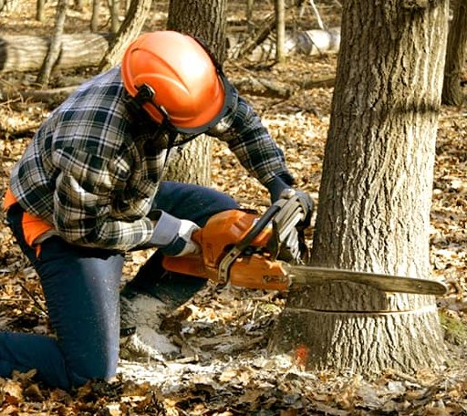 Tree Removal in Northwood, NH
